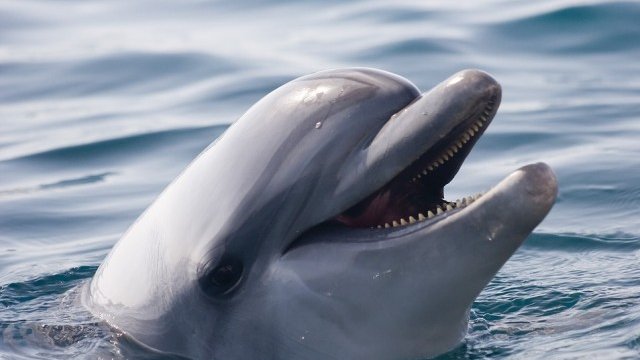 <p>
	<em>Снимка: Pixabay</em></p>
