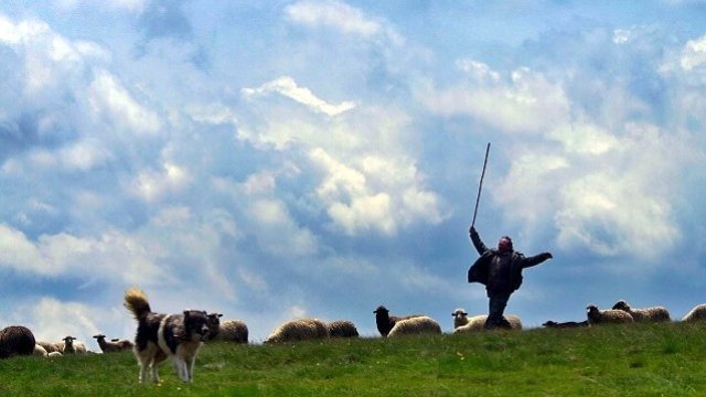 <p>
	Овчар в Стара Планина. <em>Снимка: Архив Ройтерс</em></p>
