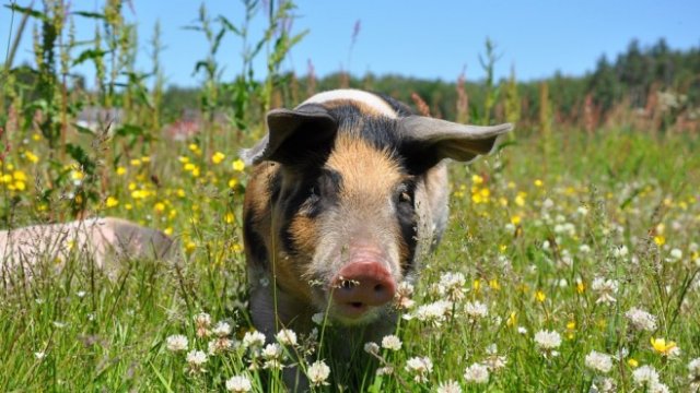 <p>
	<em>Снимка: Pixabay</em></p>
