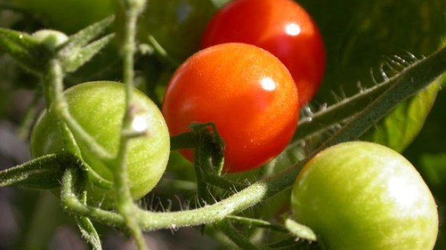 <p>
	<em>Снимка:&nbsp;freeimages.com</em></p>
