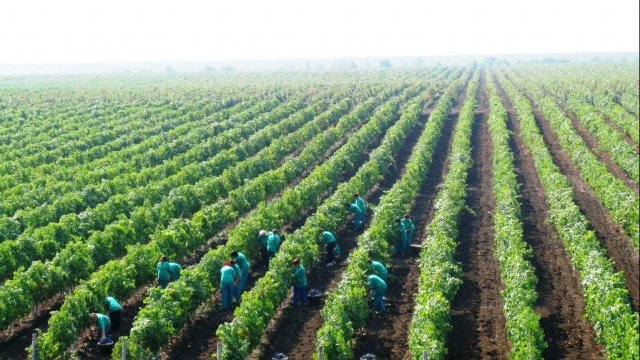 <p>
	&bdquo;Винпром Пещера&rdquo; АД е собственик на близо 17 000 дка лозя. <em>Снимка: компанията</em></p>
