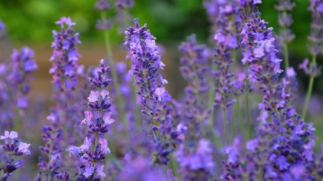 <p>
	<em>Снимка: Pixabay</em></p>
