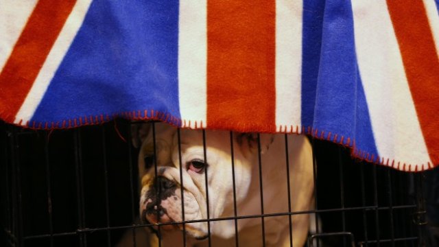 <p>
	Старият британски булдог все още може да хапе. <em>Снимка: Ройтерс</em></p>
