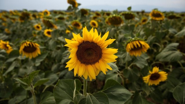 Снимка: Konstantinos Tsakalidis/Bloomberg