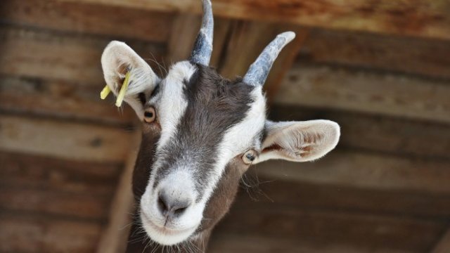 <p>
	<em>Снимка: Pixabay</em></p>
