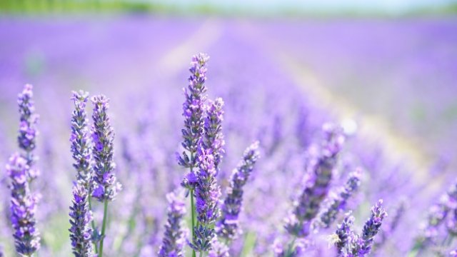 <p>
	<em>Снимка: Pixabay</em></p>
