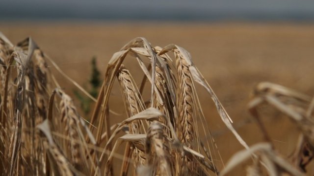 <p>
	Снимка: Pixabay</p>
