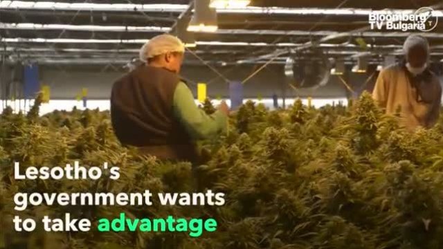 Кралството на канабиса в Южна Африка