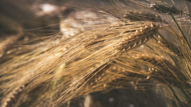 Снимка: Pexels