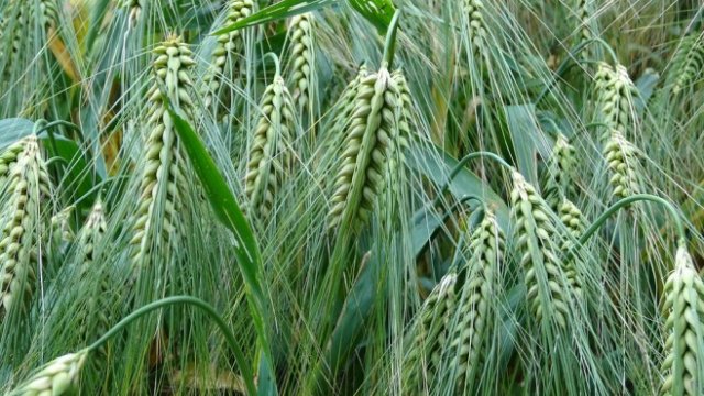 <p>
	<em>Снимка: Рixabay</em></p>
