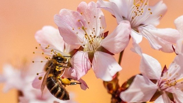 <p>
	<em>Снимка: Pixabay</em></p>
