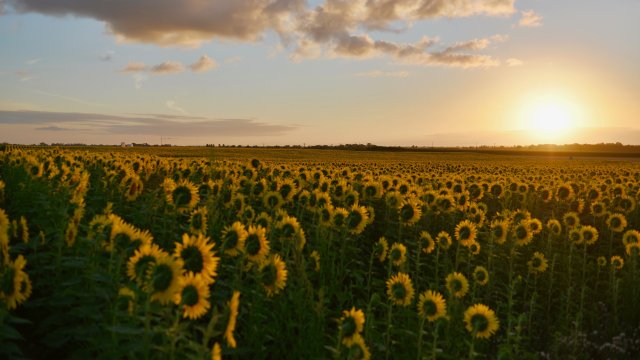 Снимка: Pexels