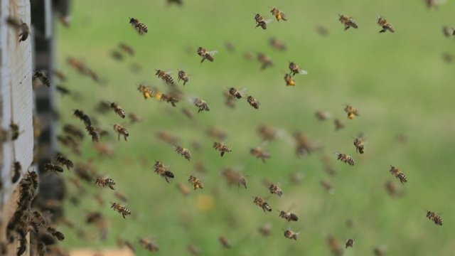 <p>
	<em>Снимка: Pixabay</em></p>
