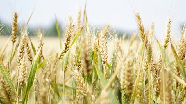 Снимка: Pexels