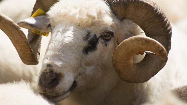 <p>
	Стадото на фермера Красимир&nbsp; Удренов от Тетевен. <em>Снимка: Надежда Бочева</em></p>
