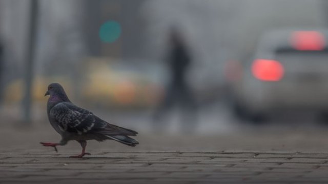 <p>
	<em>Снимка: Димитър Кьосемарлиев, Investor Media Group</em></p>
