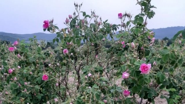 <p>
	<em>Снимки: Bloomberg TV Bulgaria</em></p>
