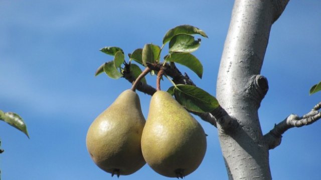 <p>
	<em>Снимка: Рixabay</em></p>
