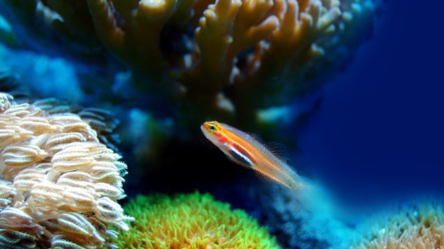 Снимка: Pixabay