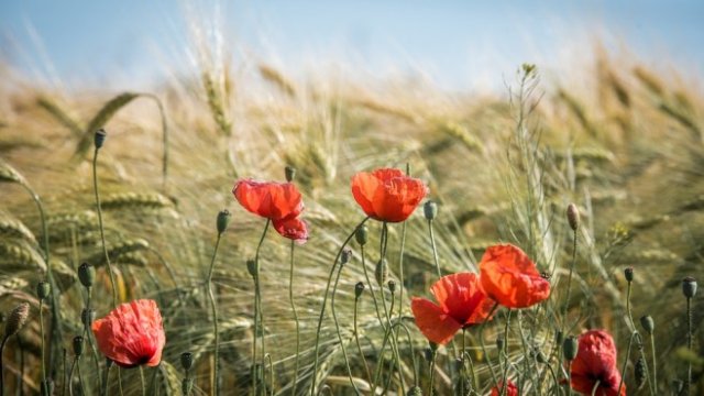 <p>
	<em>Снимка: Pixabay</em></p>
