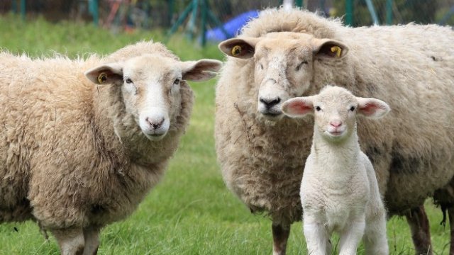 <p>
	<em>Снимка: Pixabay</em></p>
