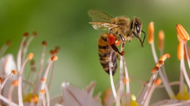 <p>
	<em>Снимка: Pixabay</em></p>
