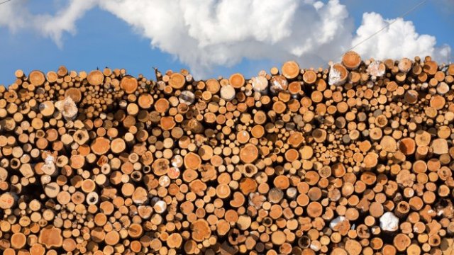 <p>
	Дървесината ли е новото злато? <em>Снимка:&nbsp;Andrey Rudakov/Bloomberg</em></p>
