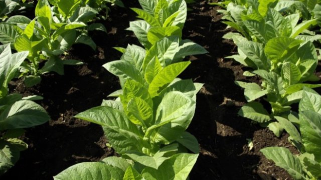 <p>
	<em>Снимка: Pixabay</em></p>
