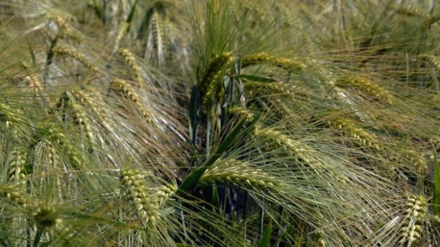 <p>
	<em>Снимка: БТА</em></p>
