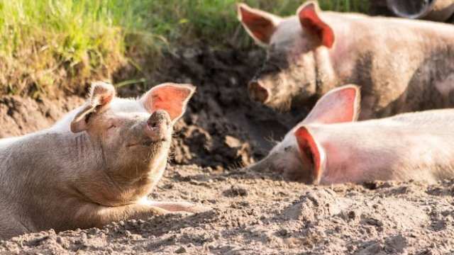 <p>
	<em>Снимка: Pixabay</em></p>
