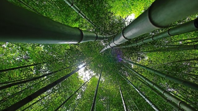 <p>
	<em>Снимка: Pixabay</em></p>
