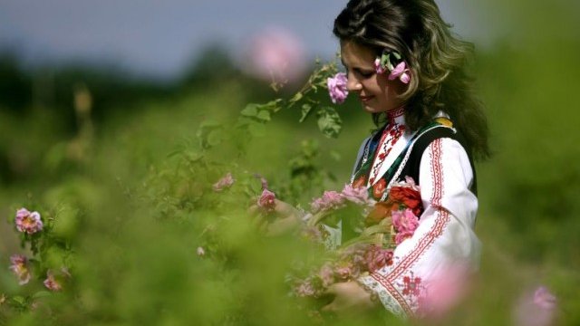 <p>
	Площите с маслодайна роза у нас са 38 000 декара, а годишното производство на розово масло е около 150 кг. <em>Снимка: Ройтерс</em></p>
