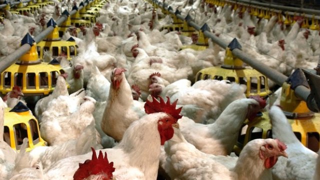 Снимка gradus.bg