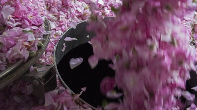 <p>
	Работник изсипва чувал с розов цвят в дестилерията &bdquo;Интермед 1&ldquo; в село Манолово, община Павел баня, юни 2018 г. <em>Снимка: Надежда Бочева, Investor.bg</em></p>
