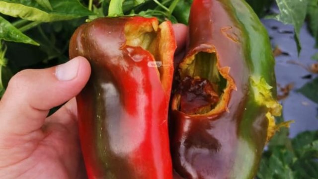 <p>
	<em>Пораженията от градушката. Снимка: Красимир Кумчев,&nbsp;земеделски производител,&nbsp; Facebook</em></p>
