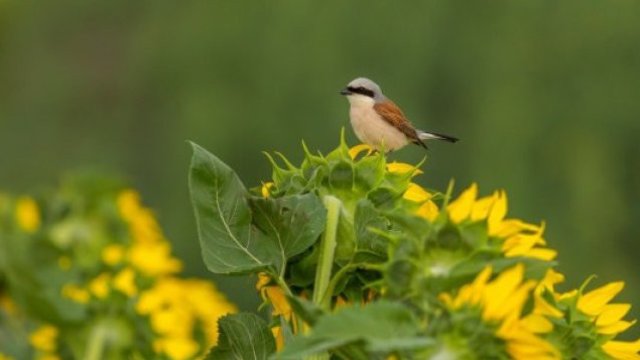 Снимка: Българско дружество за защита на птиците 