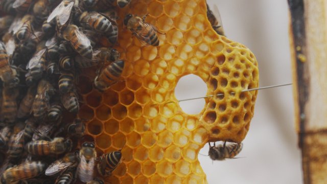 Снимка: Pixabay