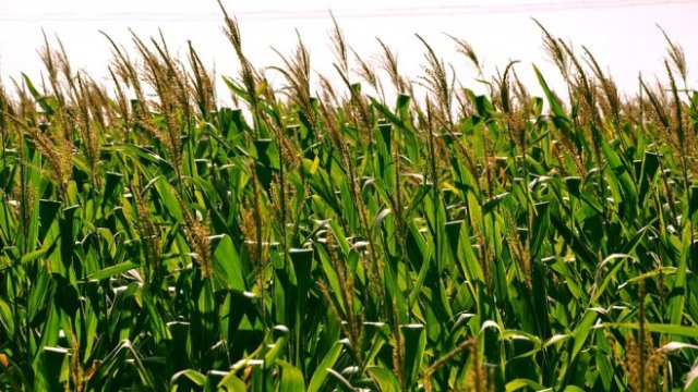 <p>
	<em>Снимка: Pixabay</em></p>
