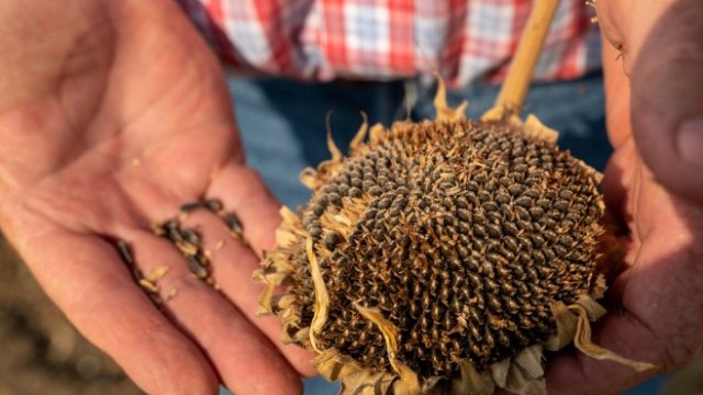 Ще засадят ли българските земеделци повече слънчоглед тази година?