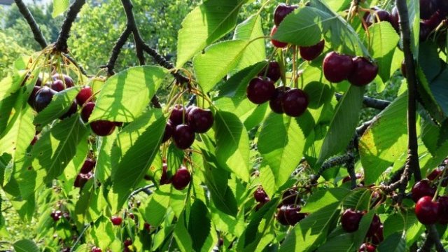 <p>
	<em>Снимка: Рixabay</em></p>
