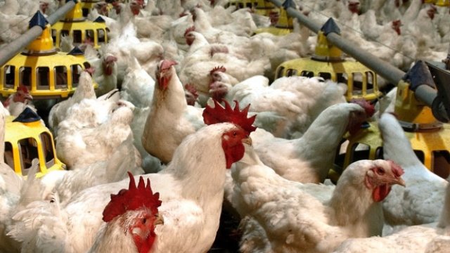 Снимка: Градус АД