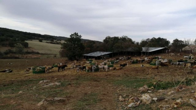 Снимка: Investor.bg