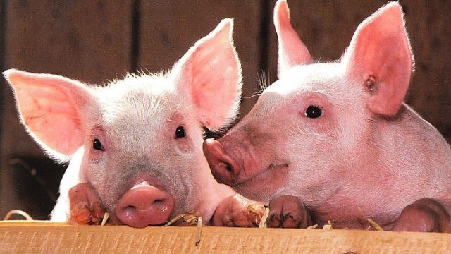 <p>
	<em>Снимка: Pixabay</em></p>
