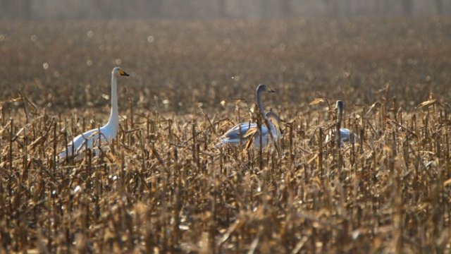 <p>
	<em>Снимка: Pixabay</em></p>
