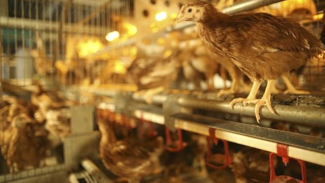 <p>
	Производството на птиче месо се концентрира в по-малко на брой модерни ферми. <em>Снимка: Ройтерс</em></p>
<p>
	&nbsp;</p>
