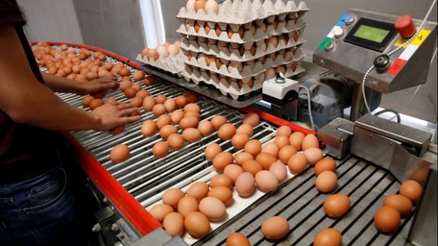 <p>
	Служител инспектира прясно снесени яйца на производствена линия в птицеферма във Вортел, Белгия. <em>Снимка: Ройтерс</em></p>
