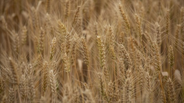 Снимка: Qilai Shen/Bloomberg