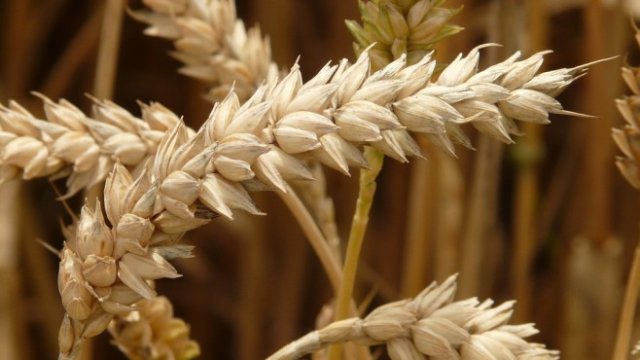 <p>
	<em>Снимка: Pixabay</em></p>
