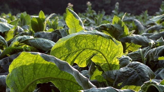 <p>
	<em>Снимка: Pixabay</em></p>
