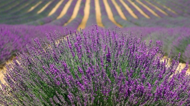 <p>
	<em>Снимка: Pixabay</em></p>
